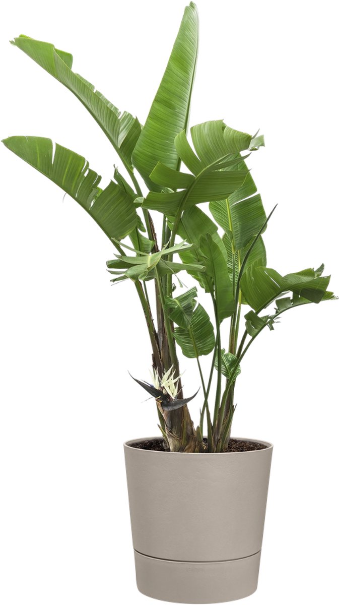Elho Foss Round 30cm - Flower Pot for Indoors - 100% Recycled Plastic