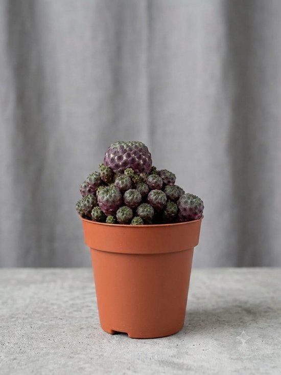 Cactus Kamerplant - Zeldzame Paarse Cactus Ø 5,5 cm Pot - Verzamelaarscactus Plant voor Binnen