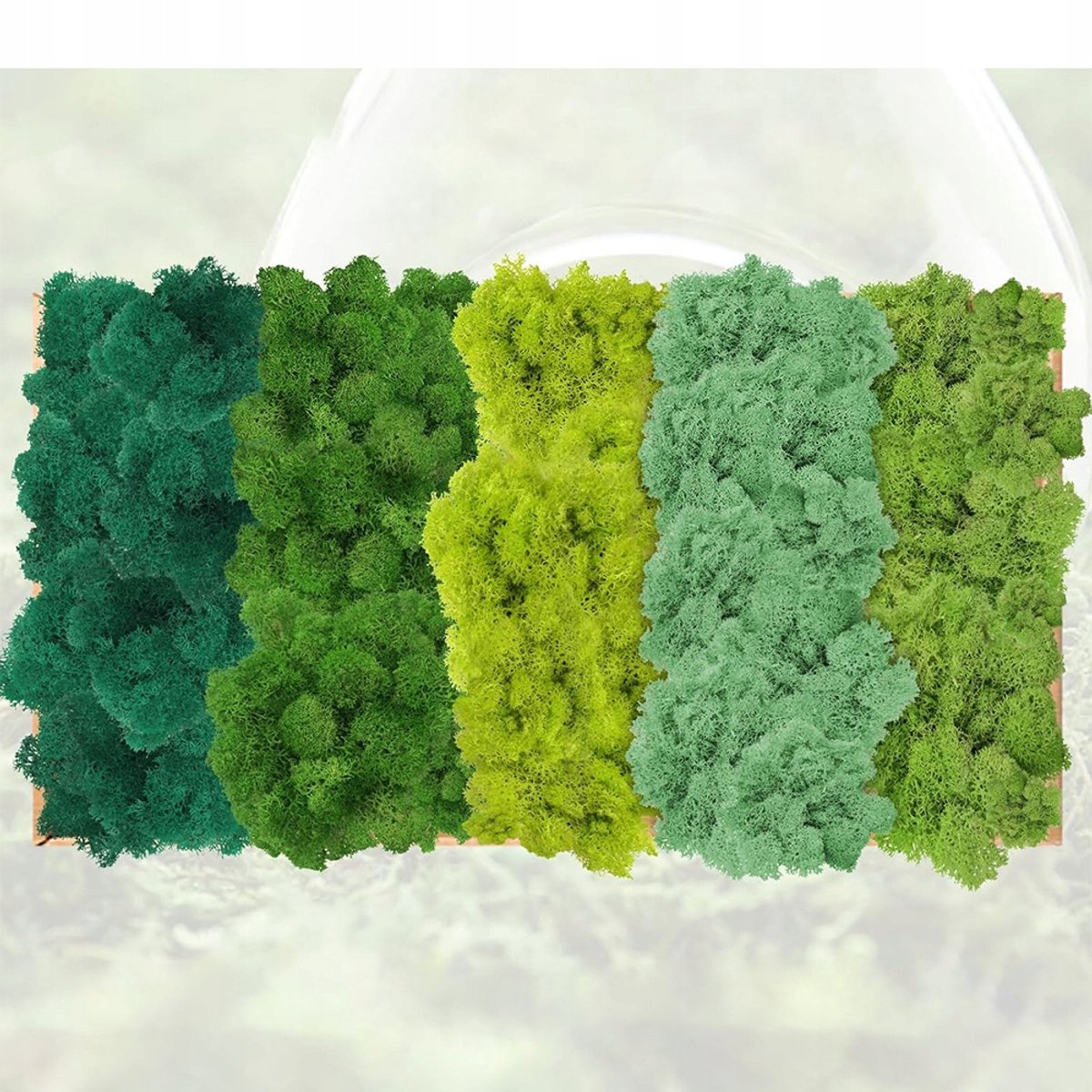 Rendiermos - Mosset - 200 g - 5 Kleuren - Onderhoudsvrij & Geen Water - Voor Moswanden Terraria Bloemstukjes DIY en Knutselen - Decoratie