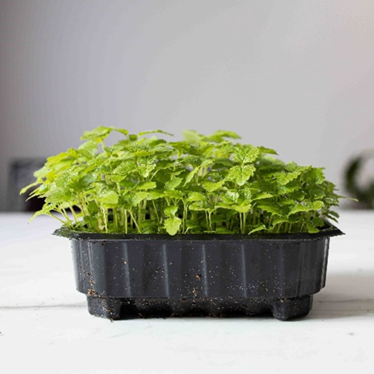 Spruitgroente Lemon Balm ca 10 gram