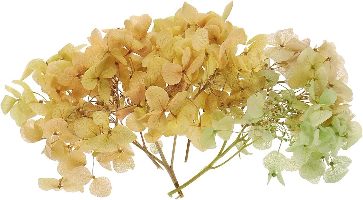 Gedroogde hortensia bloem, 10 g natuurlijke geperste bloemen echte hortensia's bloemblaadjes voor doe-het-zelf hars ambachten kaart bloemen cadeau kaars maken decor, gradiënt groen roze
