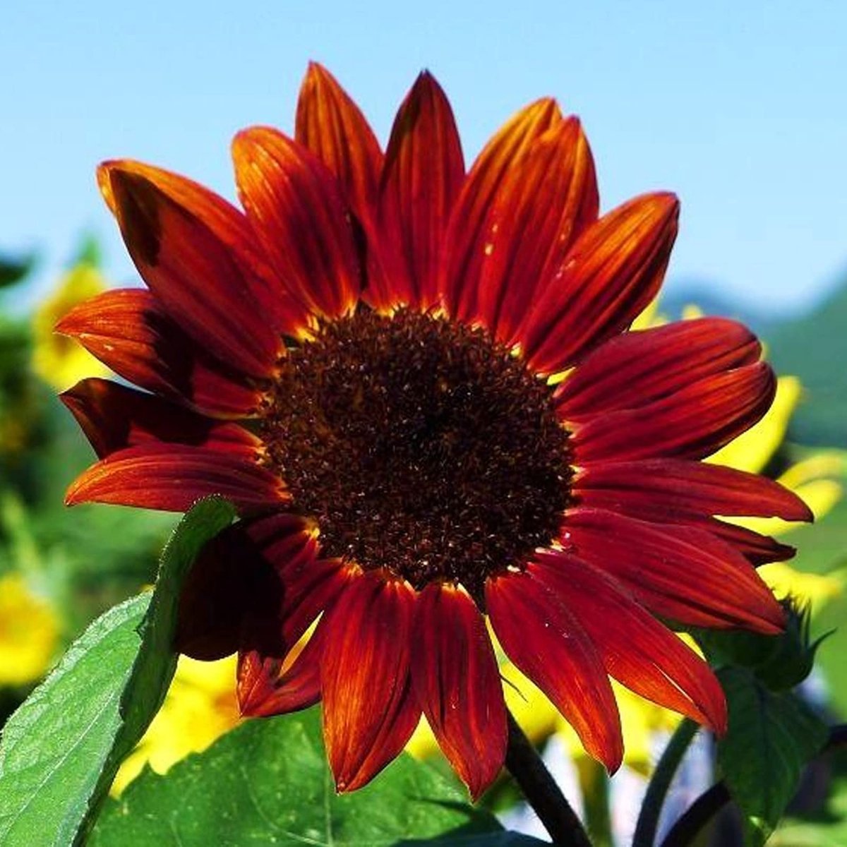 Elzusha - 15 Stuks Zaden voor Rode Zonnebloemen, Gemakkelijk te Germen