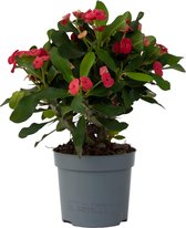 Euphorbia Milii ⌀ 13 cm - Christusdoorn - kamerplant - vetplant -hoogte 35 cm
