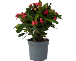 Euphorbia Milii ⌀ 13 cm - Christusdoorn - kamerplant - vetplant -hoogte 35 cm