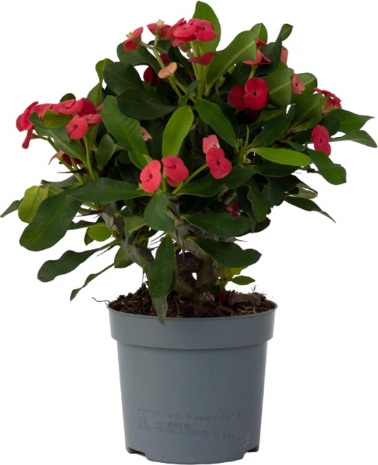 Euphorbia Milii ⌀ 13 cm - Christusdoorn - kamerplant - vetplant -hoogte 35 cm