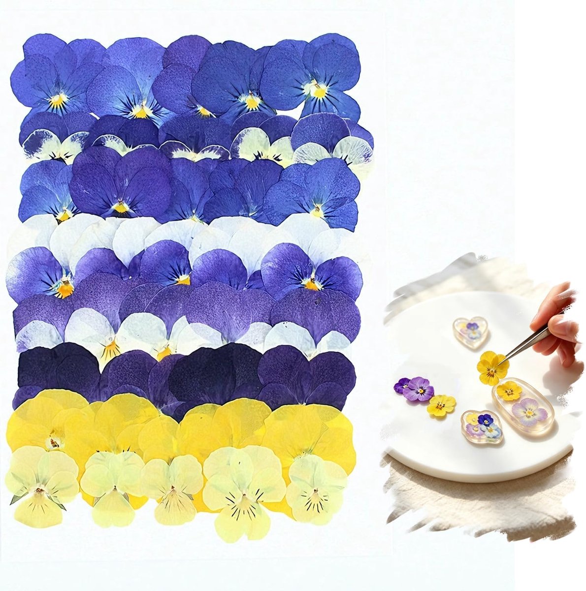 Gedroogde viooltjes, geperste bloemen voor knutselen, hars, kaarten, fotostyling, scrapbooking en doe-het-zelf projecten