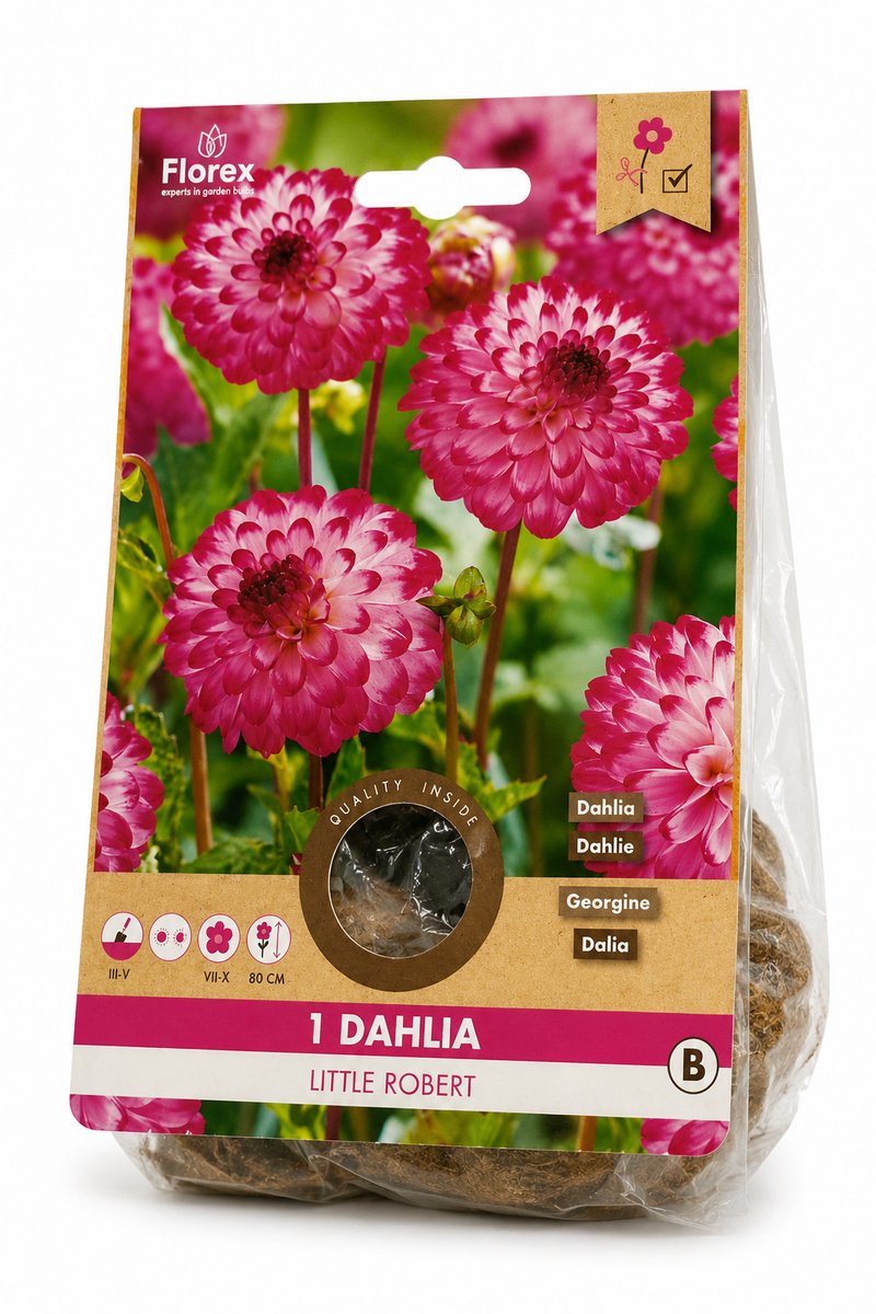florex-dahlia -litte robert-1 bloembol