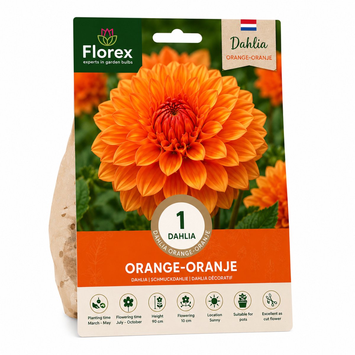 florex- 1 dahlia bio-orange-orangje