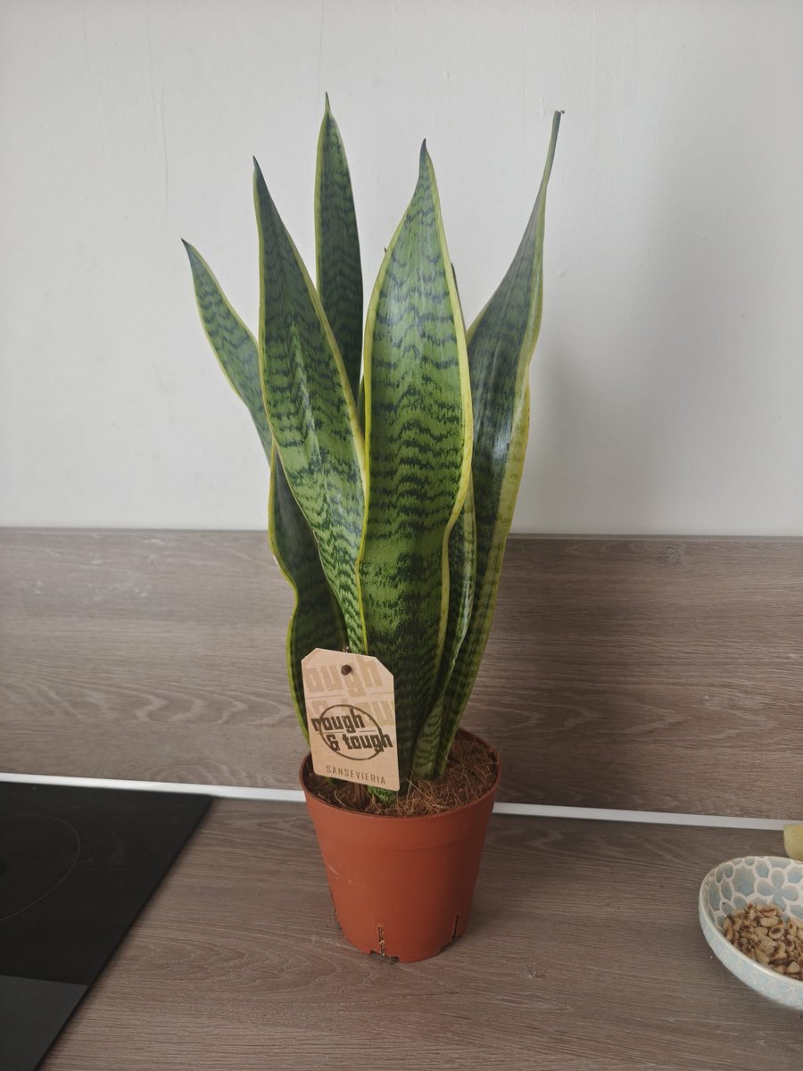 sansevieria laurentii potmaat- kamerplant-potmaat 14cm hoogte 50 cm