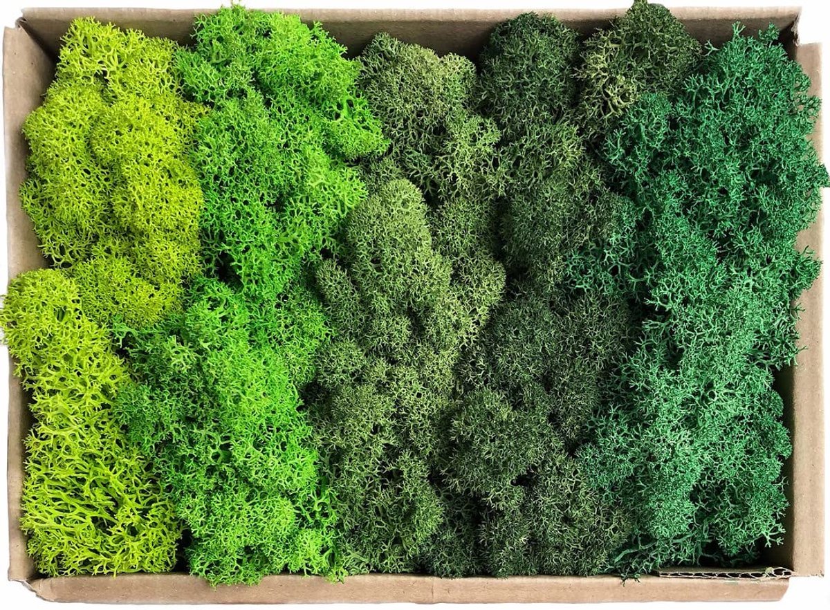mos - Mos in 5 verschillende kleuren/Echt geconserveerd duurzaam natuurlijk mos om mosbeelden te maken/Decoratie en modelbouw kerstdecoratie (monsterdoos 150 gram)