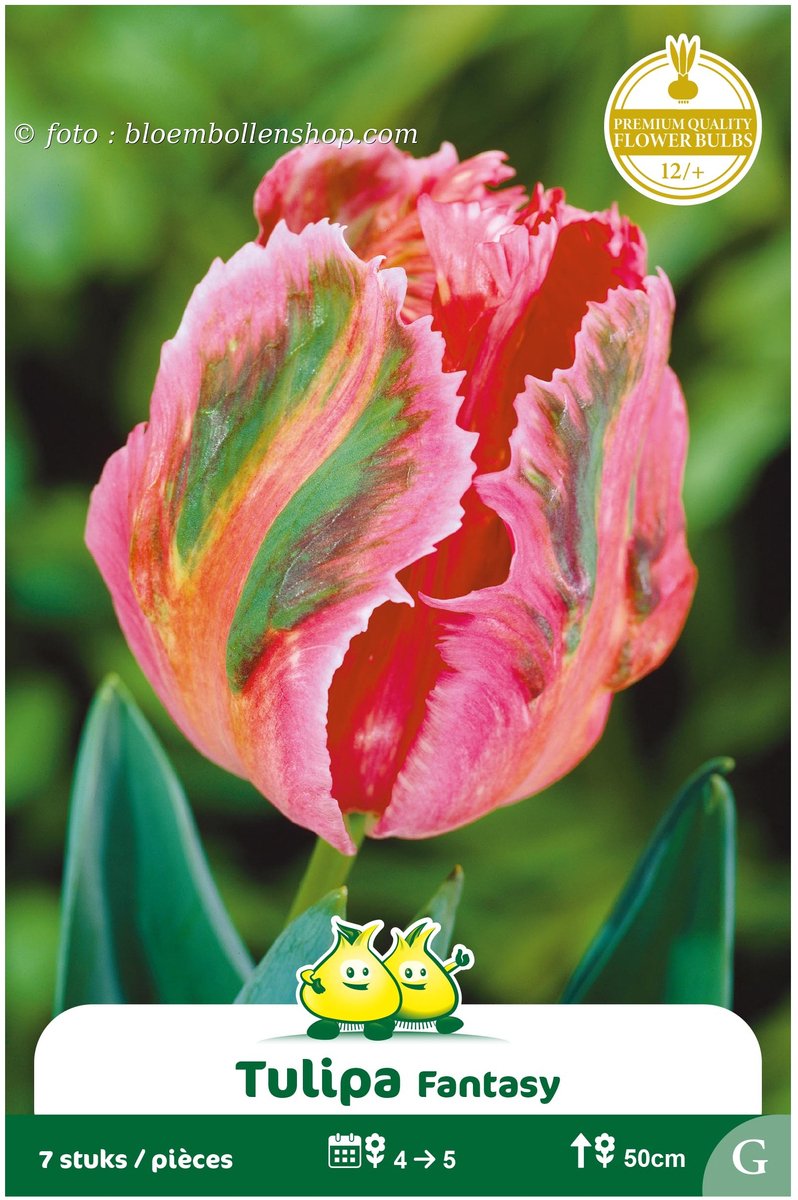 2 Zakjes Parkiet Tulpen Fantasy maat 12/+
