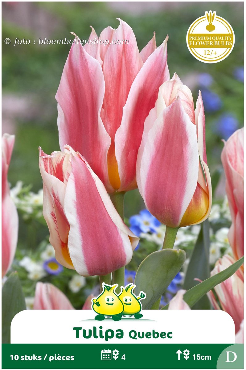 2 Zakjes Meerbloemige Tulpen Quebec maat 12/+