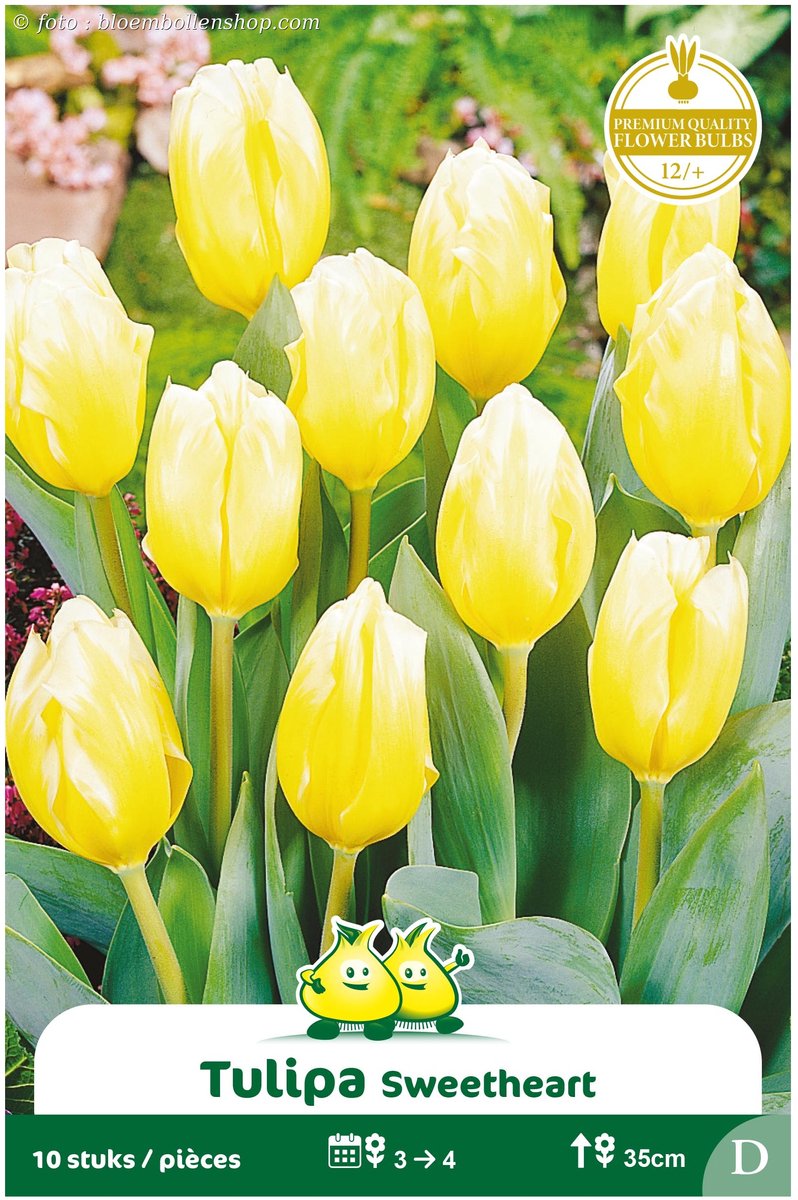 2 Zakjes Fosteriana Tulpen Sweetheart maat 12/+