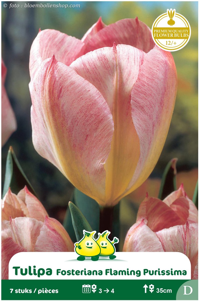 2 Zakjes Fosteriana Tulpen Flaming Purissima maat 12/+