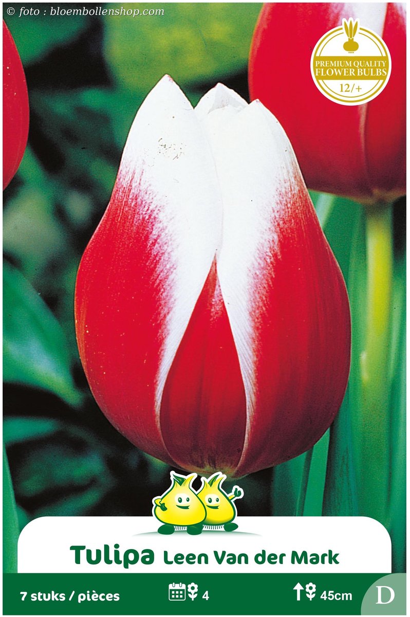 2 Zakjes Triumph tulpen Leen van de Mark maat 2/+