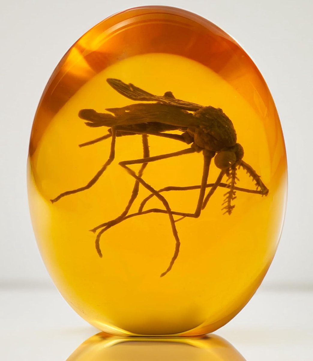 3D Jurassic Mosquito - Mosquito in Amber - Realistisch Jurassic Collectible - Platte bodem Hars Presse-papier - Dinosaurus DNA
