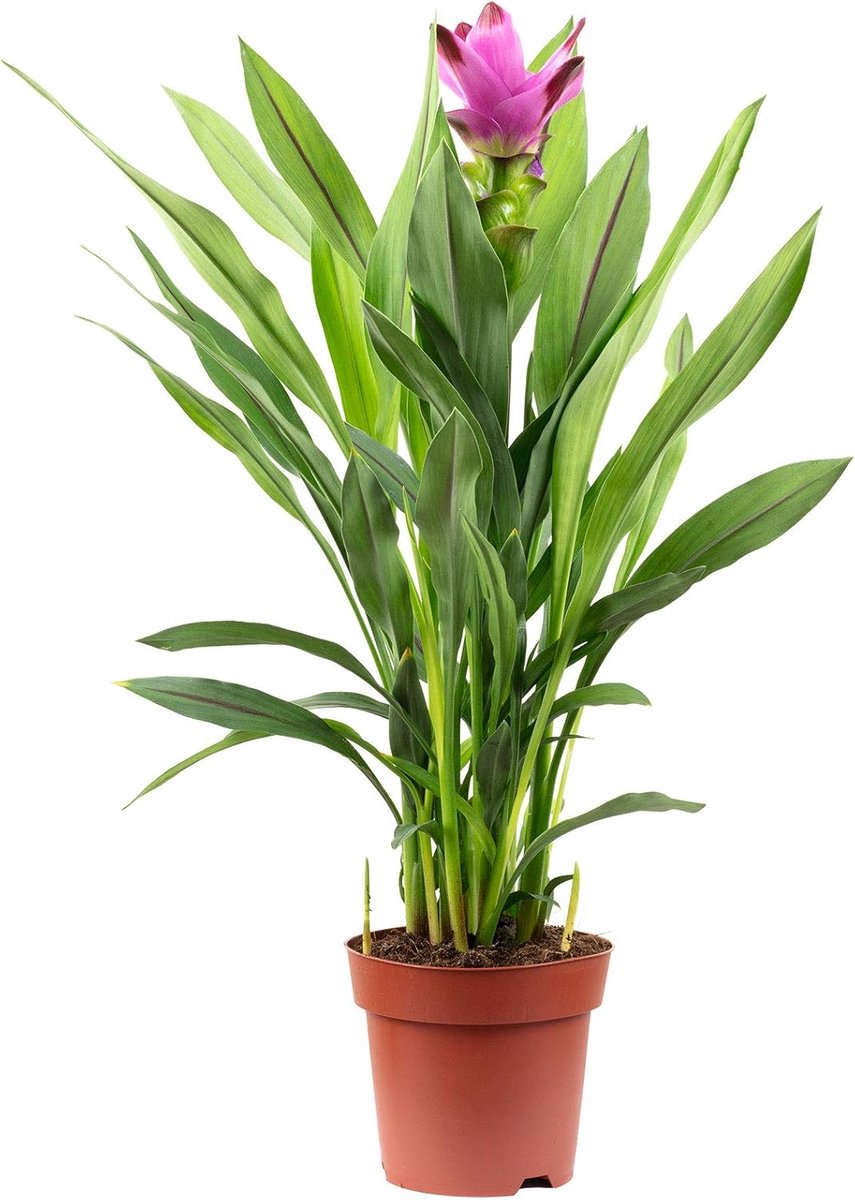 Curcuma - hoogte 55 cm - pot Ø 14 cm - kleurrijke kamerplant voor interieur - ShopVlot