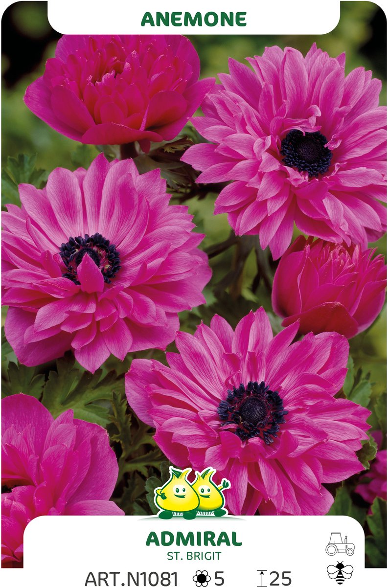 25 Bollen Anemone Admiral maat I