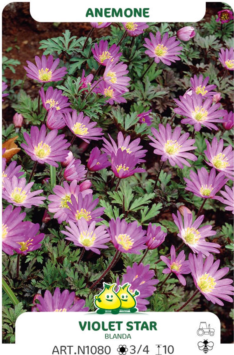 25 Bollen Anemone Violet Star maat 6/+