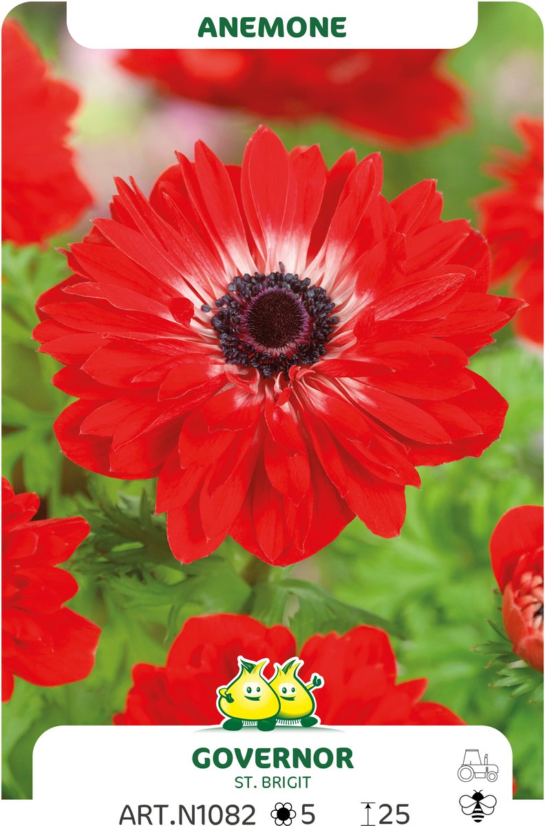 25 Bollen Anemone St Brigit Governor maat I