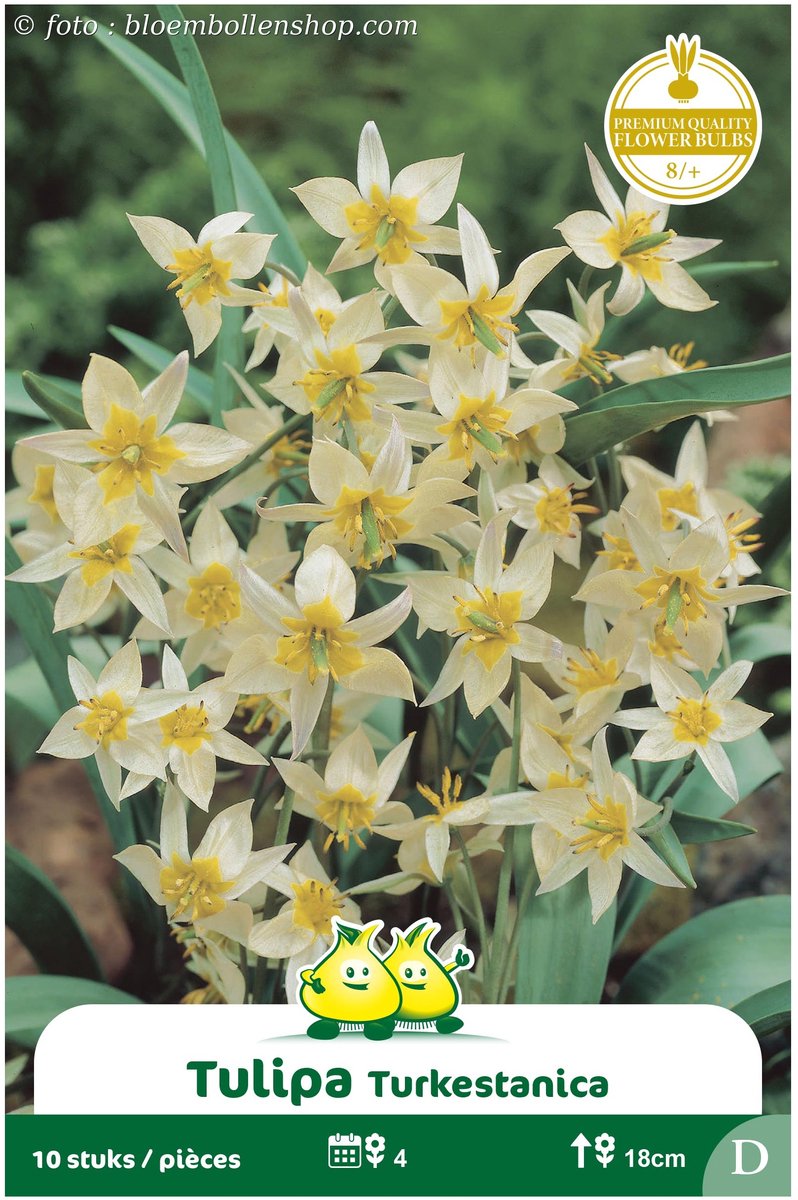 2 Zakjes Mini Tulpen Turkestanica maat 8/+