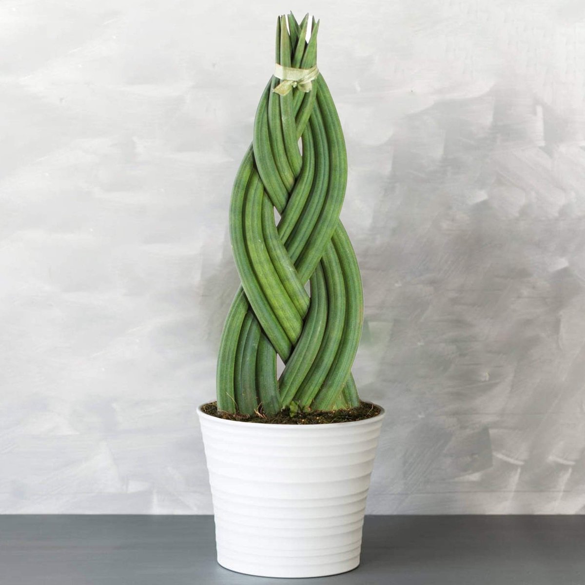 Omgoods - Sansevieria Braided - Twister | Gift houseplant 30-40 cm met pot