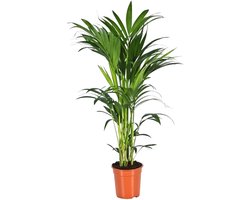 Trendyplants - Kentia palm - Howea Forsteriana - Kamerplant - Hoogte 150-170 cm - Potmaat Ø21cm