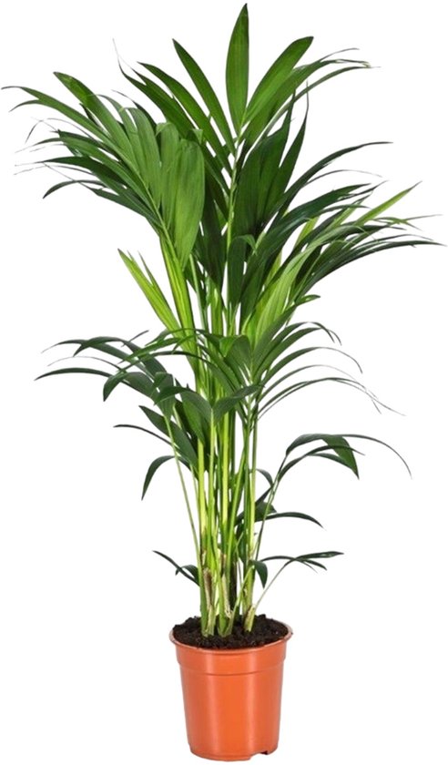 Een volle Kentia palm met lange, groene bladeren in een oranje kweekpot.