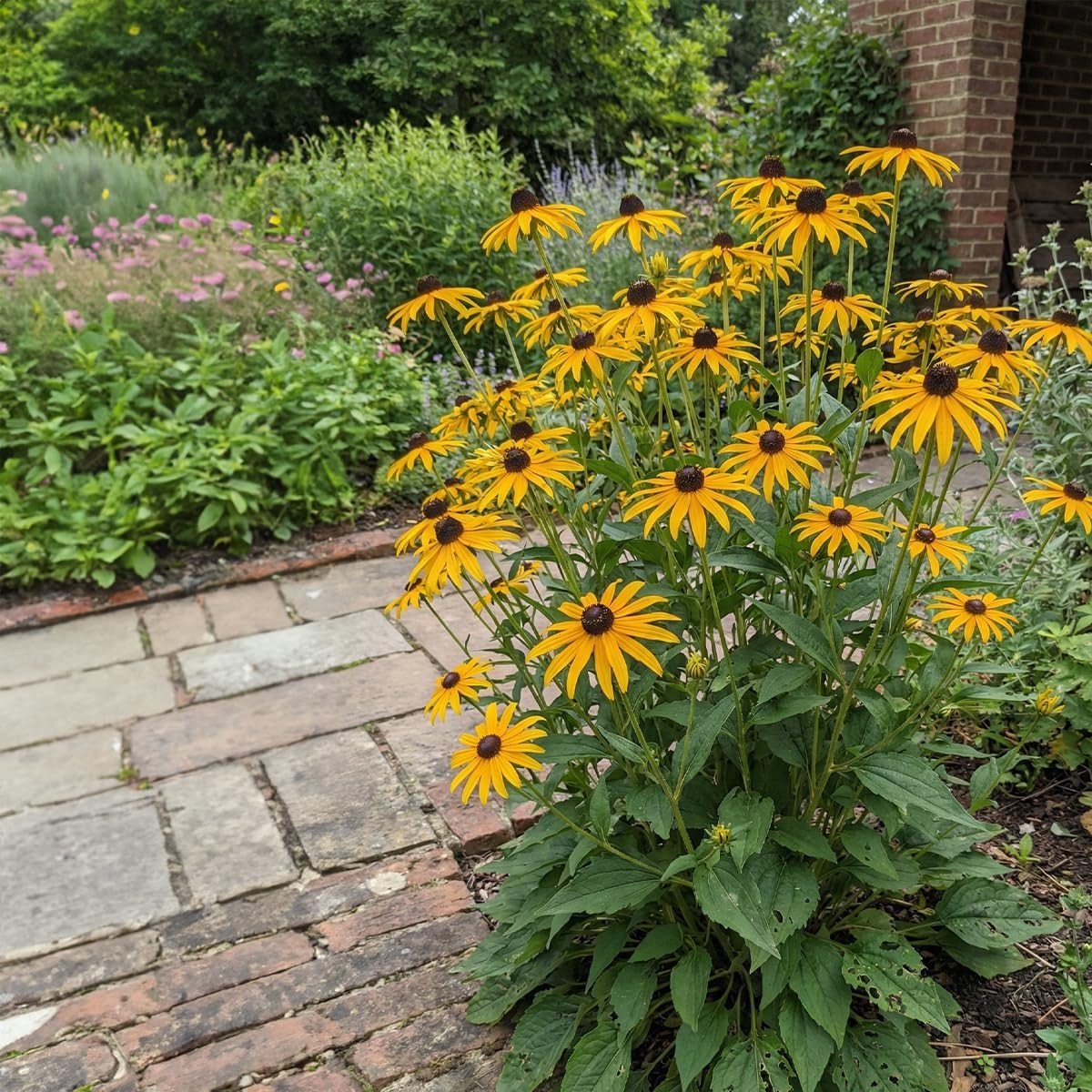 Omgoods- Rudbeckia Set van 6 - Overvloedige bloei - Vaste plant - Winterhard - Hoogte 20 cm - Pot 9 cm - Felgele bloemen - Echinacea