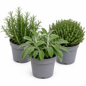 Mediterrane Kruidenplanten Mix – Salie, Rozemarijn & Tijm – 3 Kruidenplanten – Meerjarig – Kruidentuin – Moestuin – Balkon