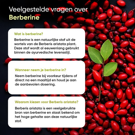 Achtergrond met veel rode berberisbessen en groene blaadjes. Tekst: Veelgestelde vragen over Berberine.