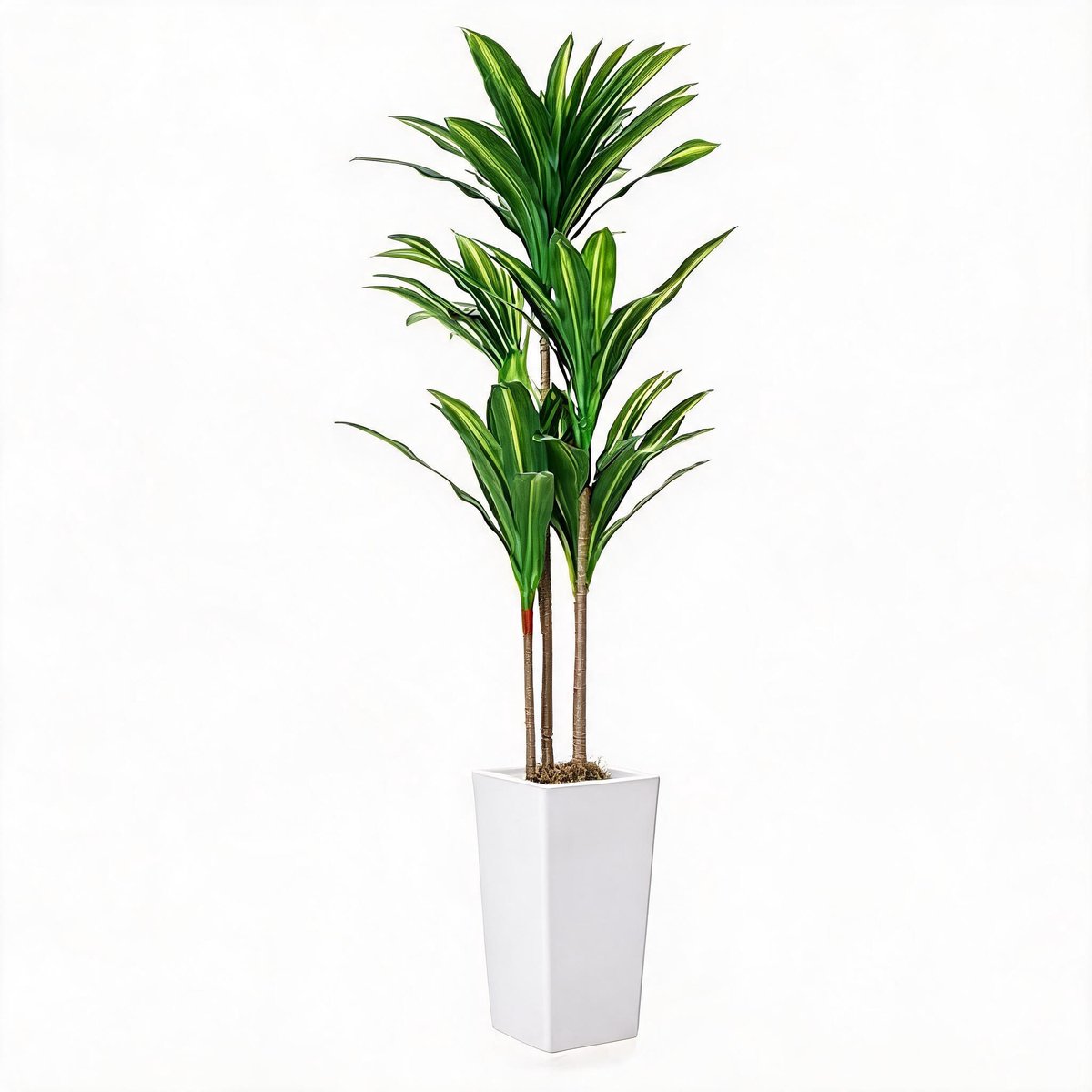 Triumpunpre - Nep Braziliaanse Boom 4.8FT - Dracaena Fragrans Met Hoge Witte Pot en Cementbasis