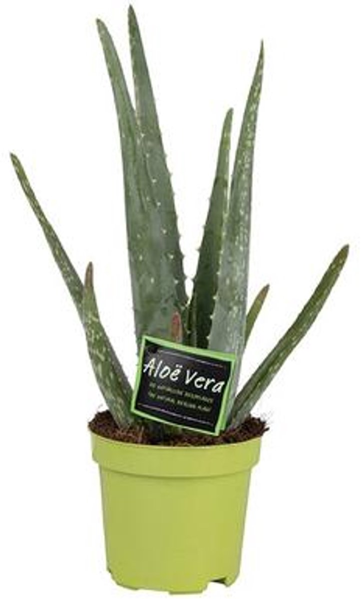 Aloë Vera 10,5cm - Ø10,5 35