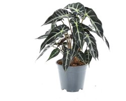 Alocasia Bambino Arrow - Ø14cm - 40cm