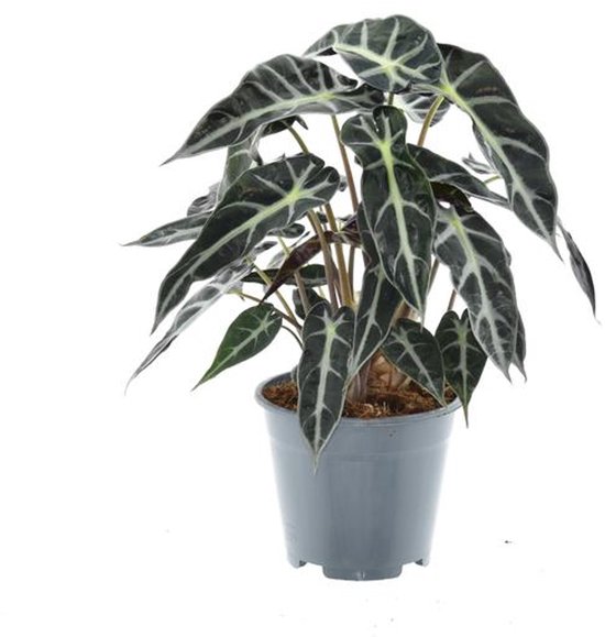 Alocasia Bambino Arrow - Ø14cm - 40cm
