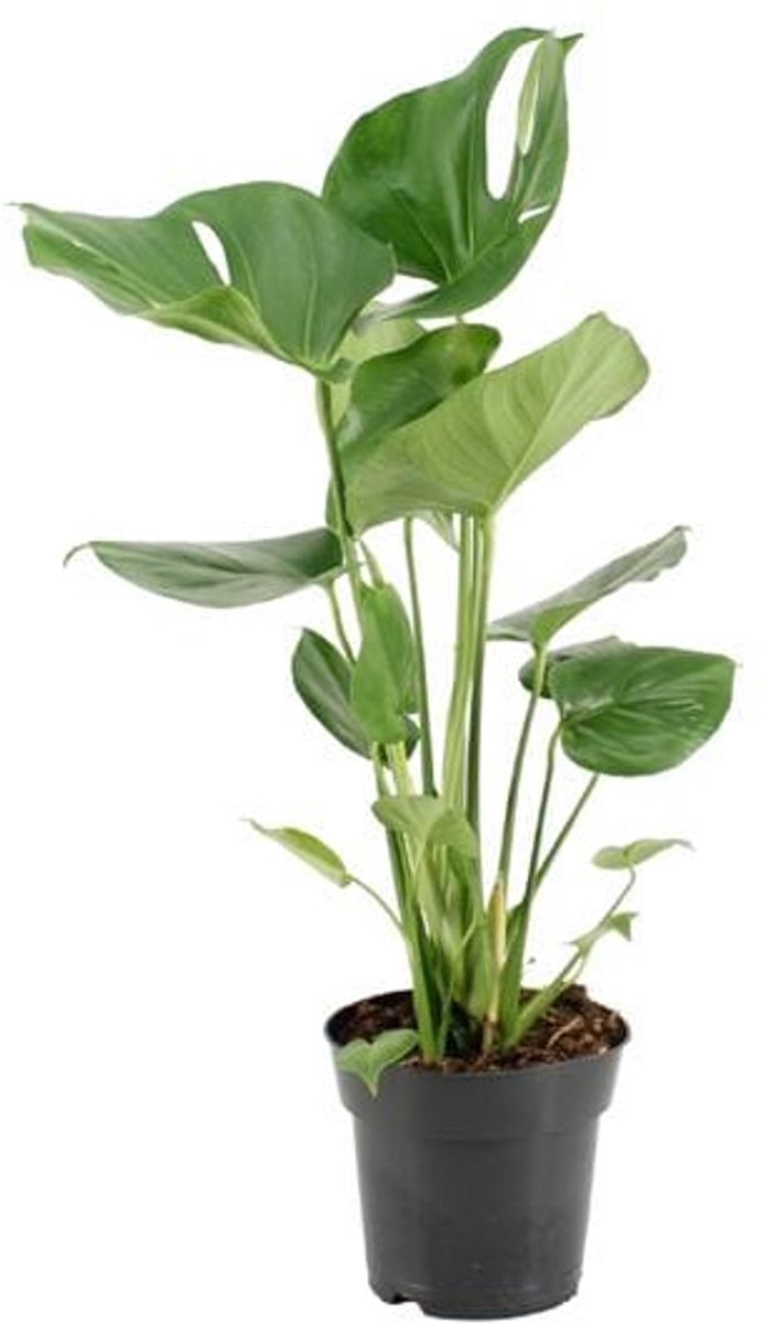 Monstera Deliciosa (Gatenplant) - Ø17cm - 60cm