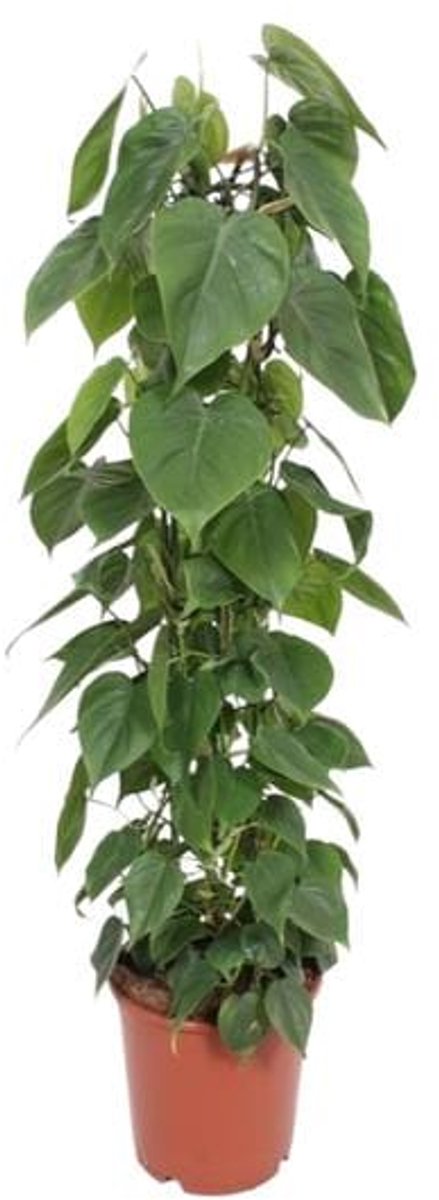 Philodendron Scandens (Klimplant) - Ø24cm - 120cm