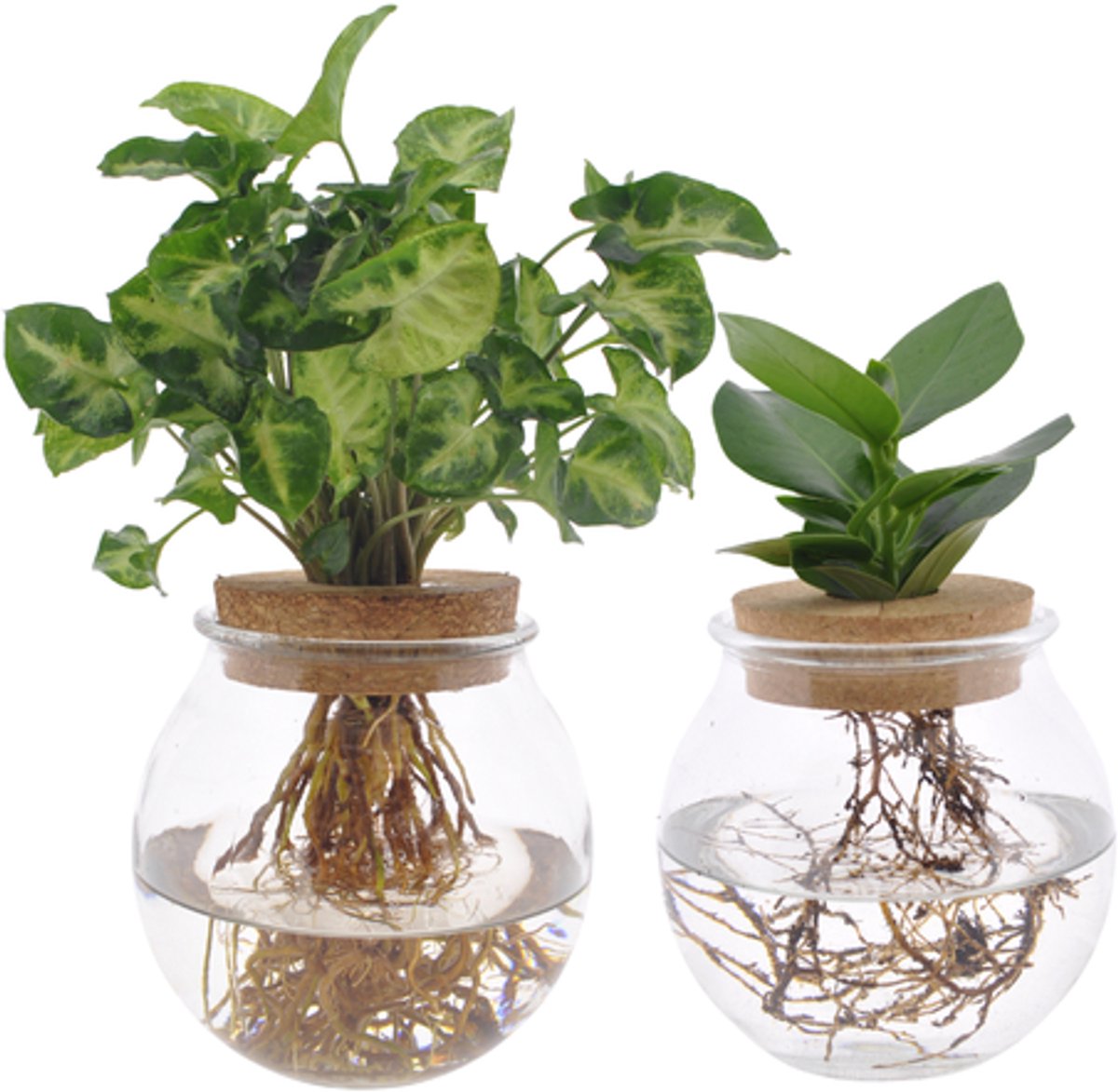Bolglas Duo Clusia/Syngonium Green - 2 stuks - Ø12cm - 30cm