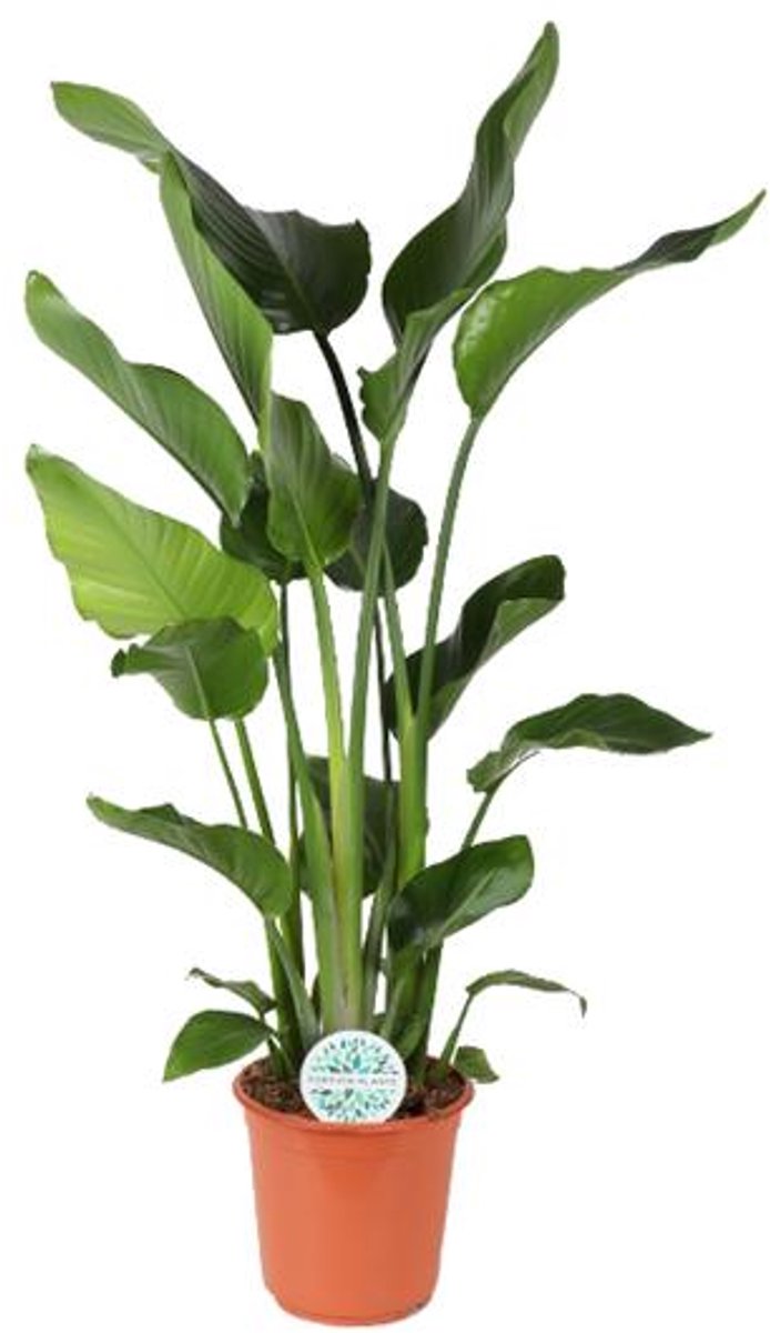 Strelitzia Nicolai (Paradijsvogelplant) - Ø24cm - 110cm