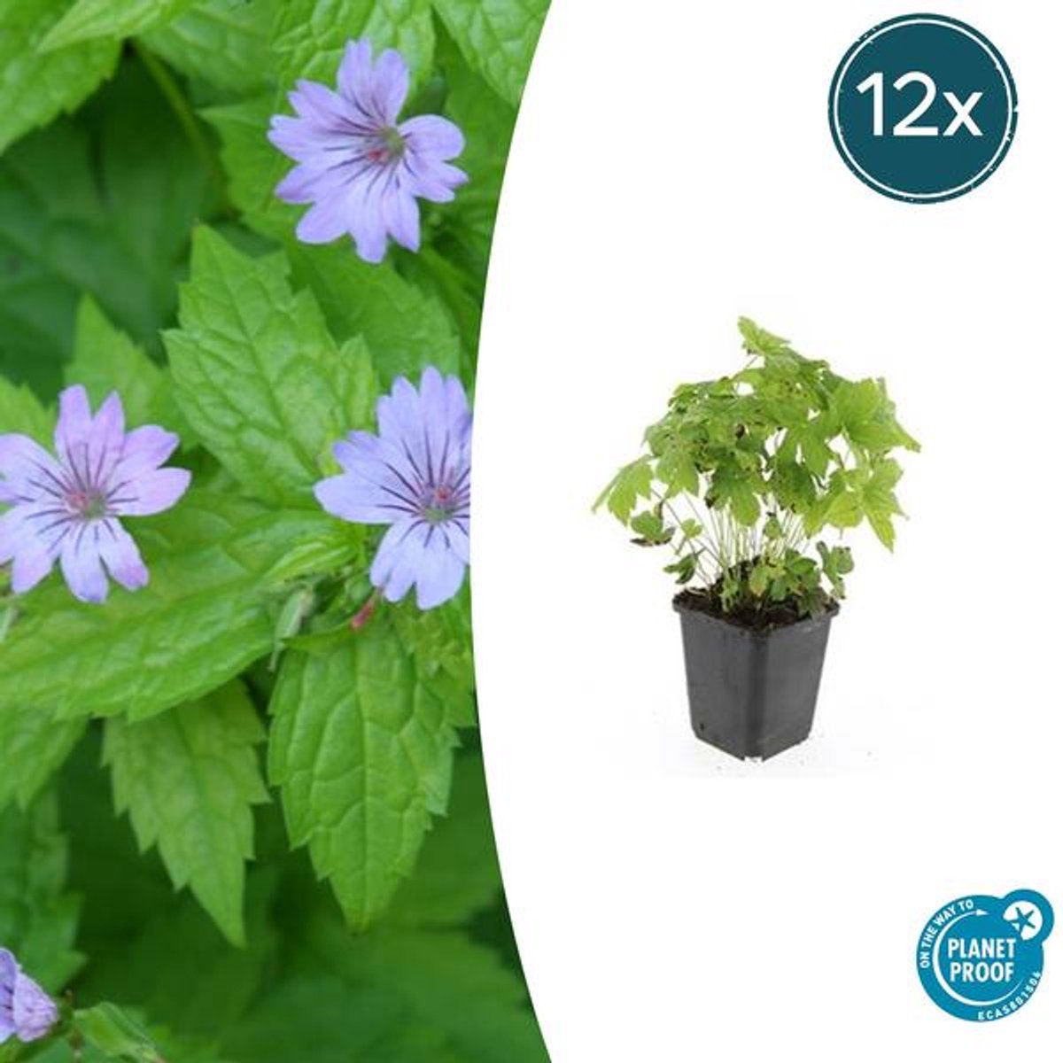 12x Geranium nodosum - 10-25cm - Ø9cm