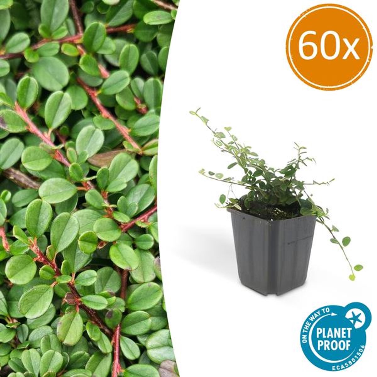 60x Cotoneaster pr. 'Streib's Findling' - 10-25cm - Ø9cm