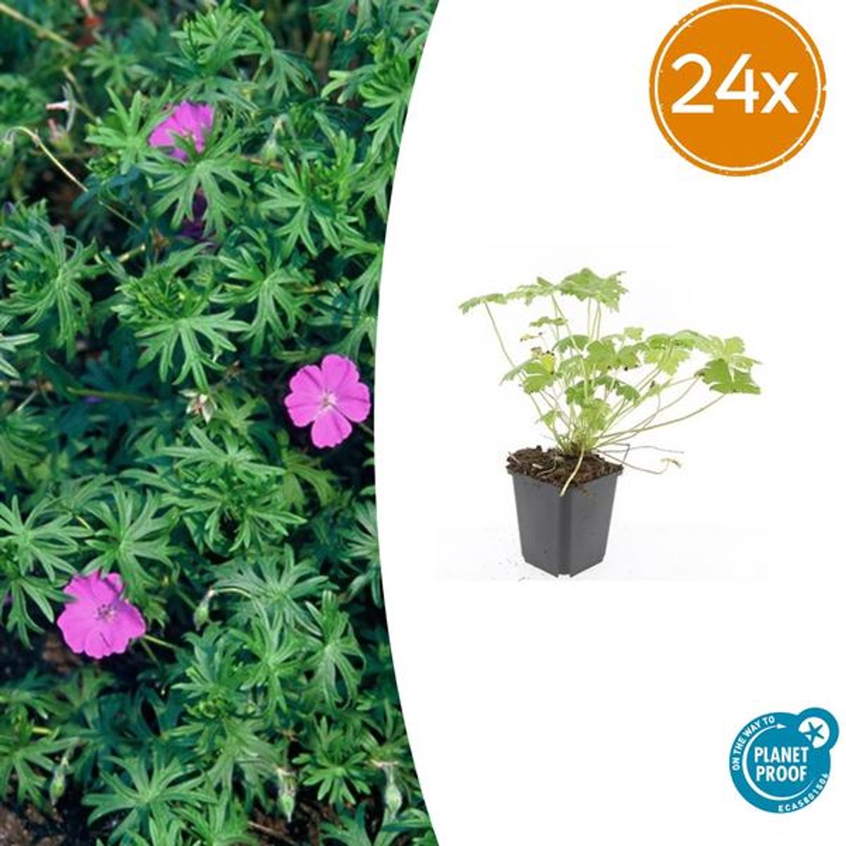 24x Geranium 'Tiny Monster' - 10-25cm - Ø9cm