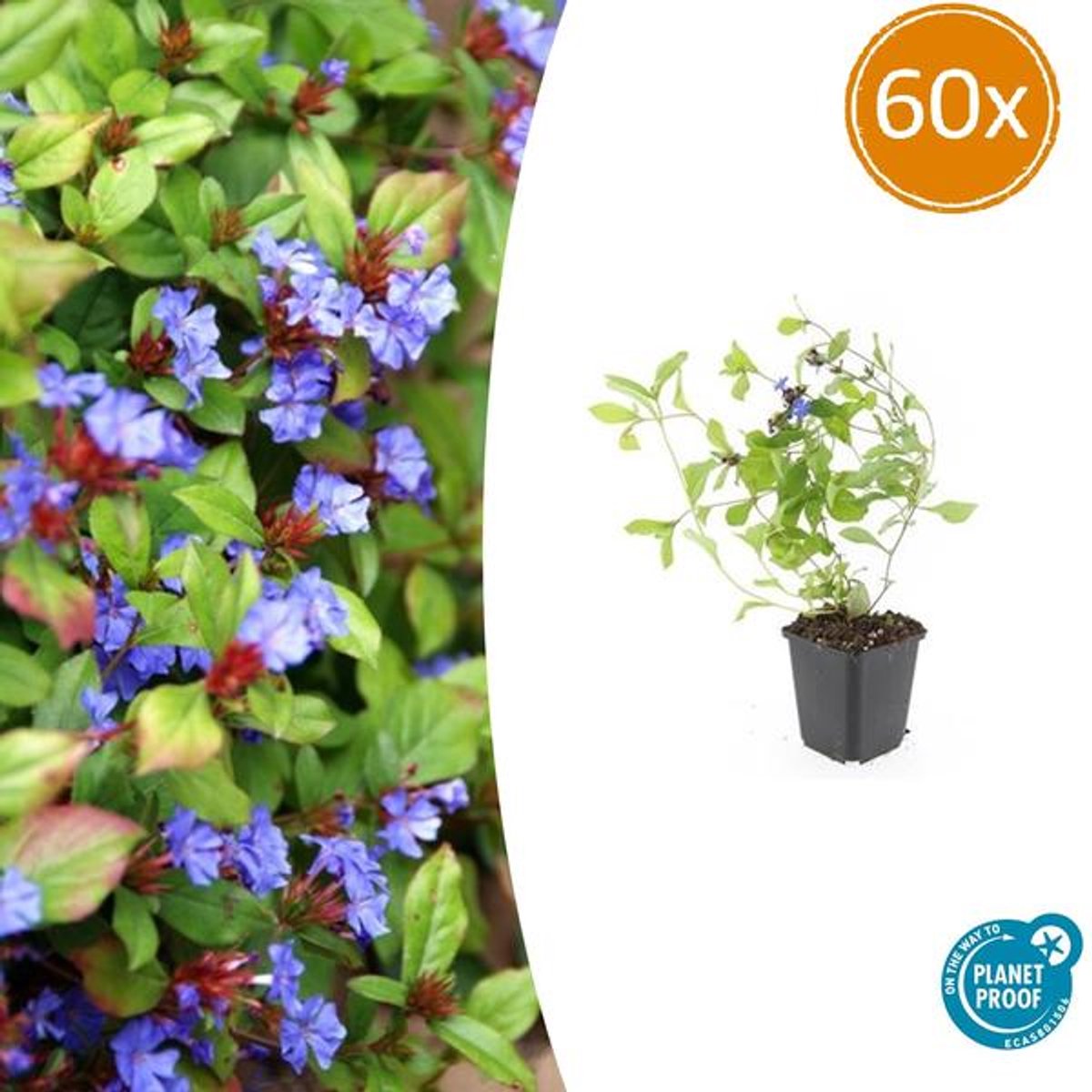 60x Ceratostigma plumbaginoides - 10-25cm - Ø9cm
