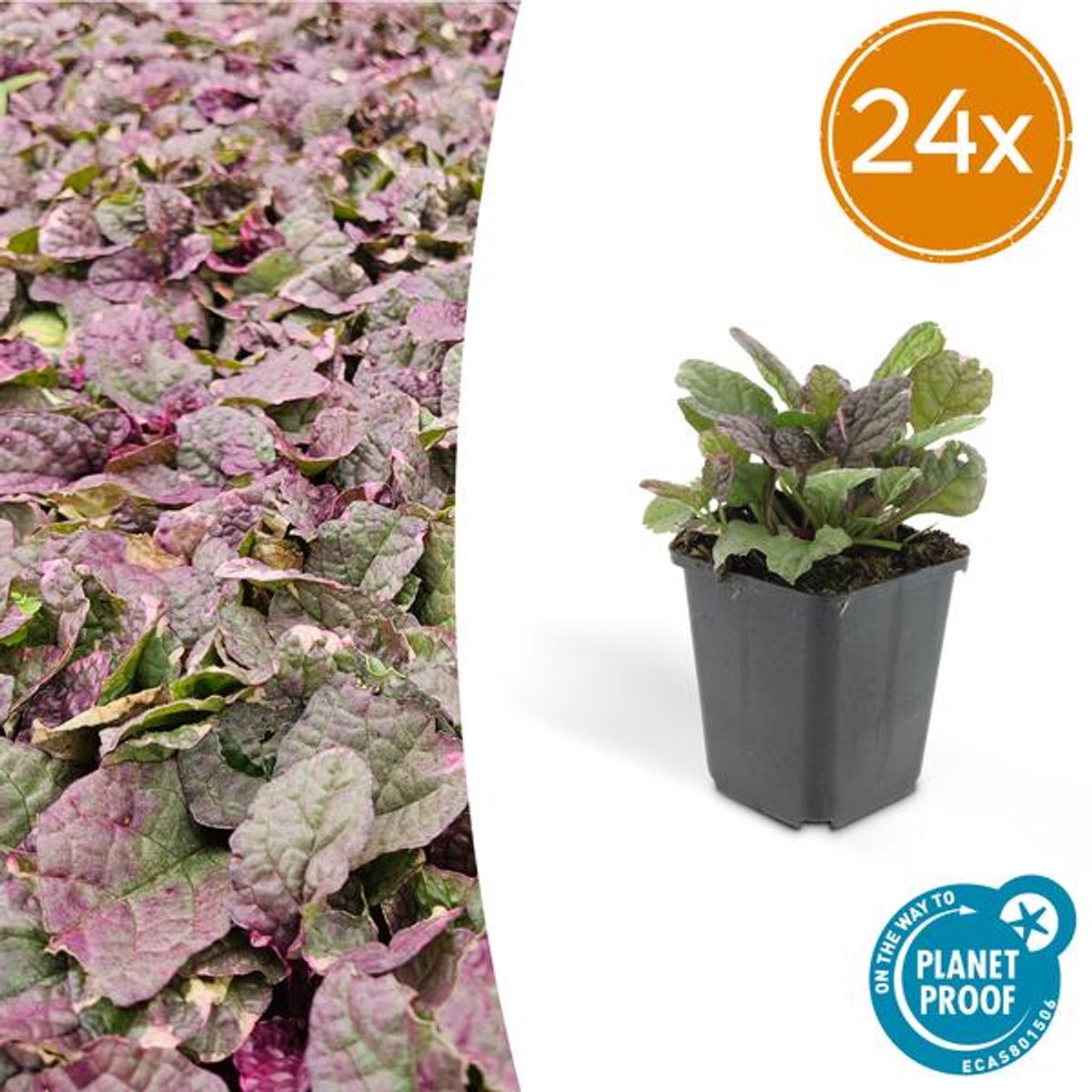 24x Ajuga reptans 'Burgundy Glow' - 10-25cm - Ø9cm