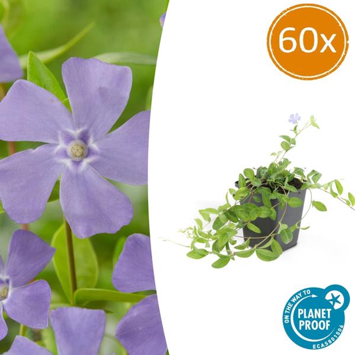60x Vinca minor 'La Grave' - 10-25cm - Ø9cm