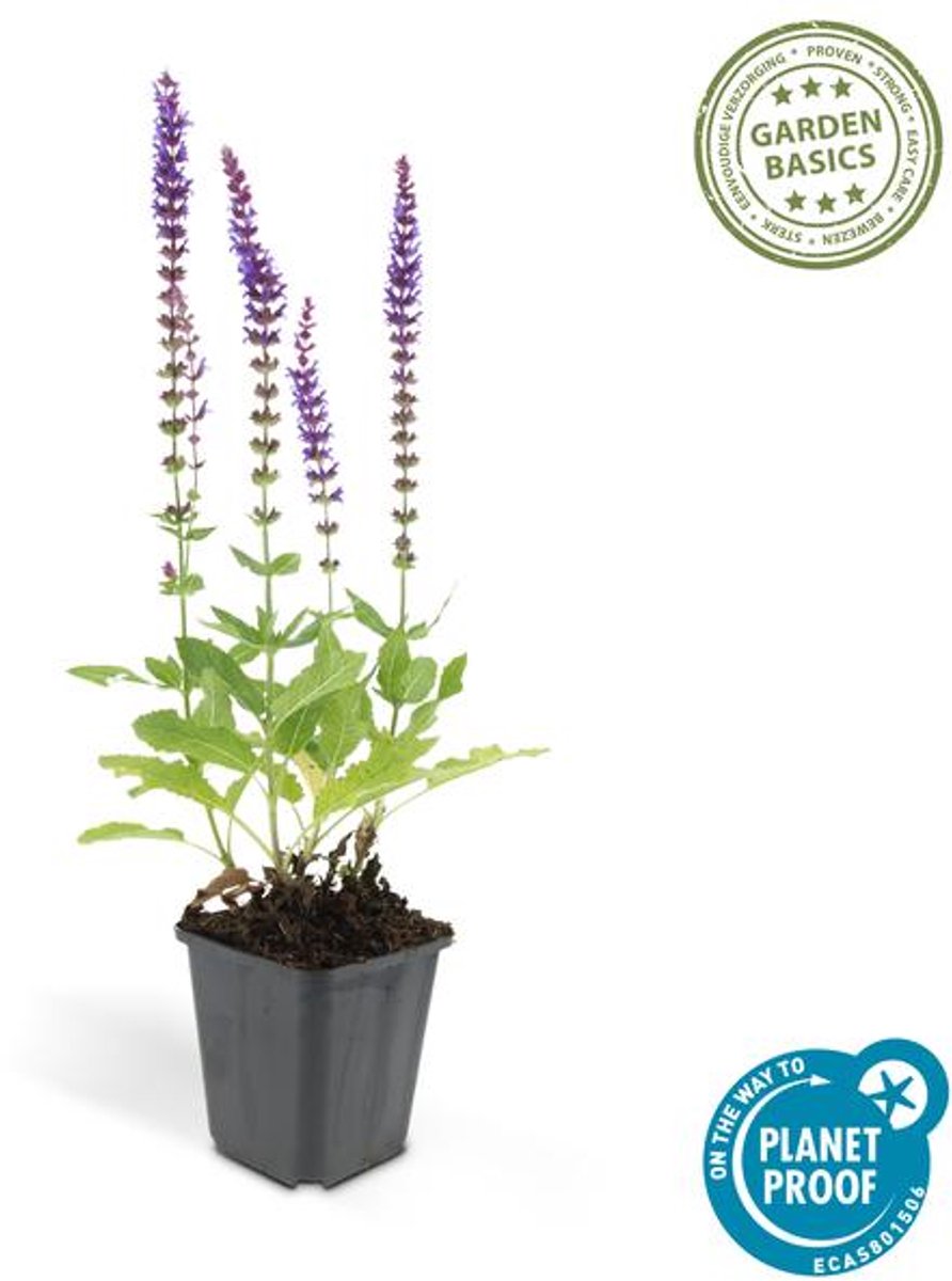 24x Salvia nem. 'Ostfriesland' - 10-25cm - Ø9cm