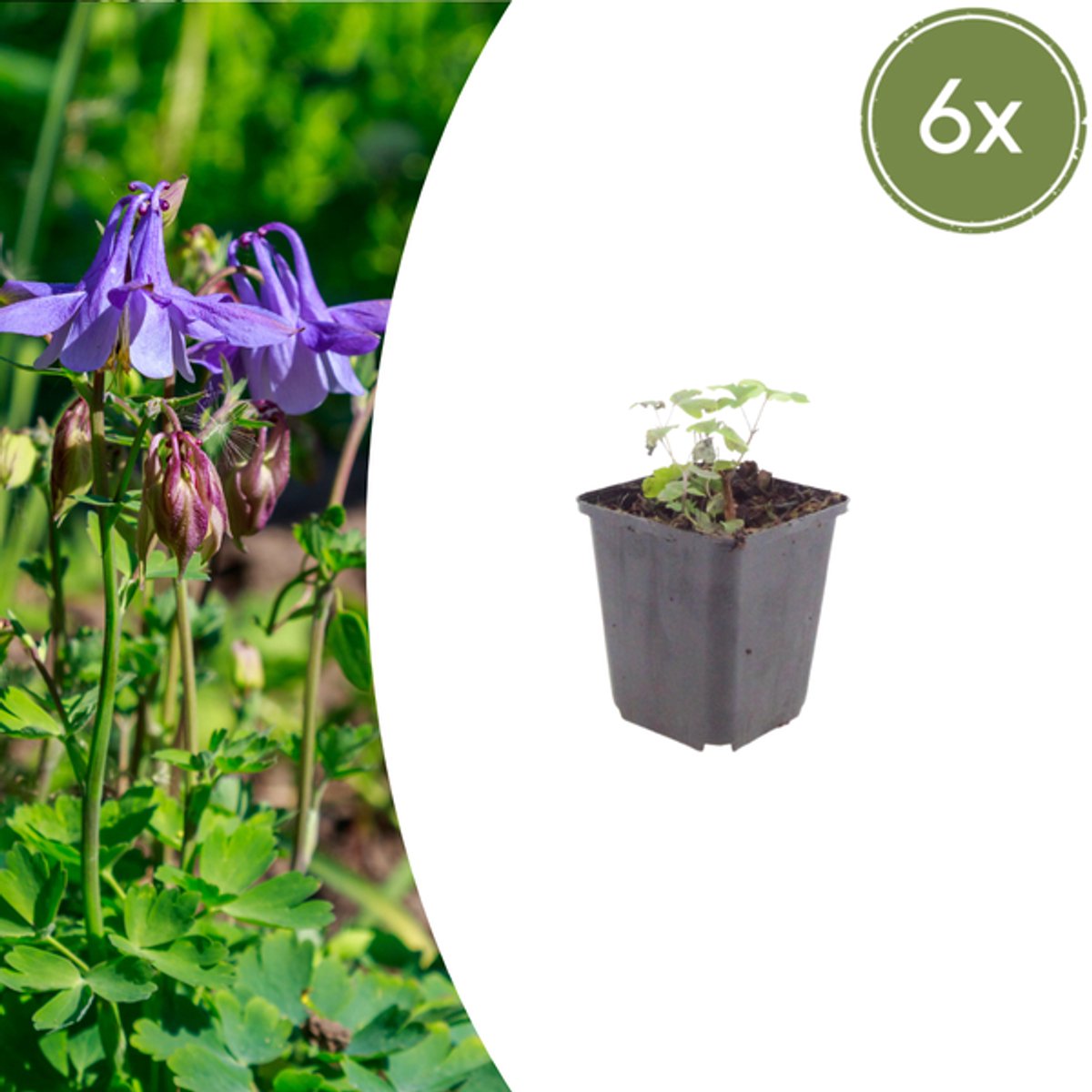 6x Aquilegia vulgaris - 10-25cm - Ø9cm