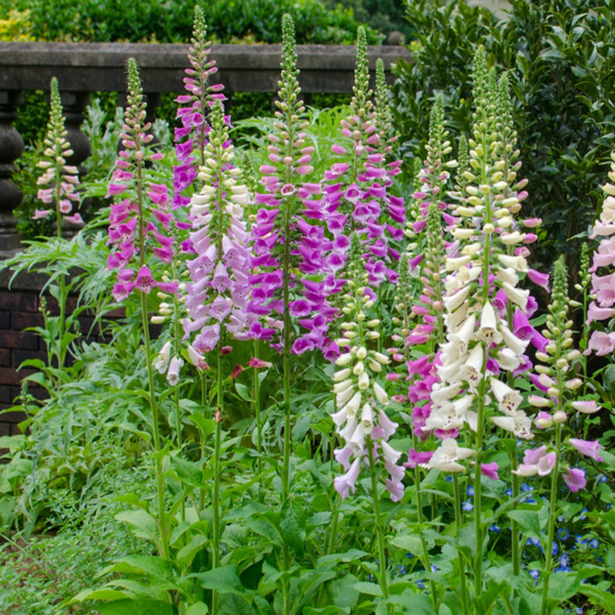 48x Digitalis purpurea - 10-25cm - Ø9cm
