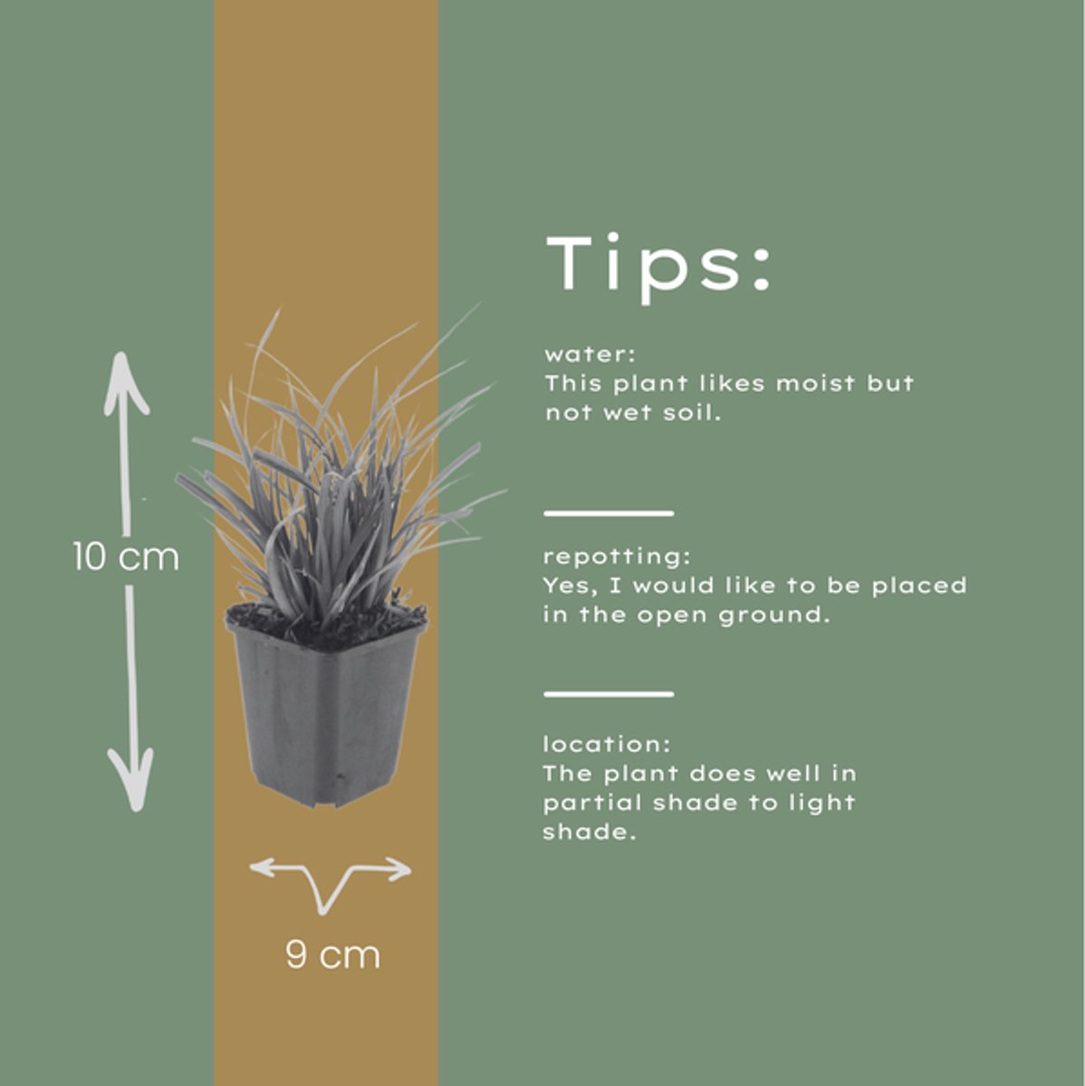 48x Carex morrowii - 10-25cm - Ø9cm