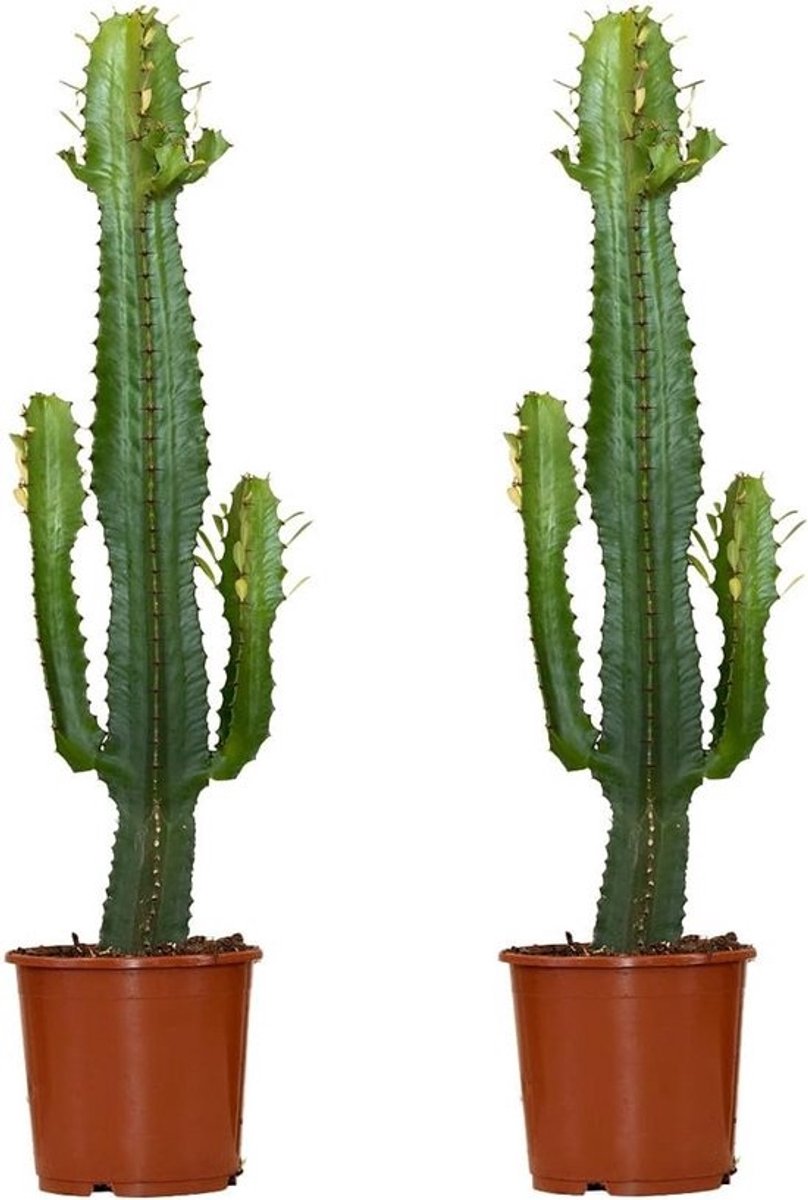 Set van 2 Grote Cactussen (Euphorbia Acrurensis) - 60-70 cm Hoog - Sterke Kamerplant